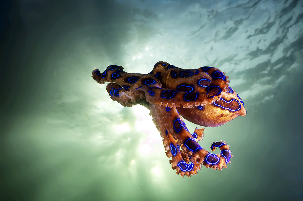 blue_ringed_octopus;